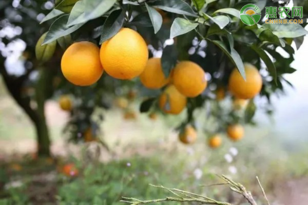 2020年12月冰糖橙价格多少钱一斤？种植冰糖橙赚钱吗？