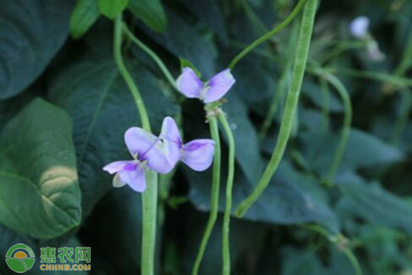 豆角和菜瓜可以套种吗？豆角可以和什么蔬菜套种？-图片版权归惠农网所有