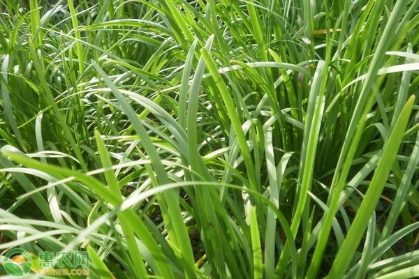 韭菜高产关键种植技术-图片版权归惠农网所有