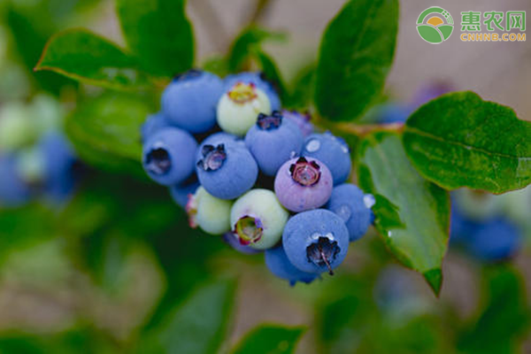 蓝莓产地在哪里？哪些品种比较出名？