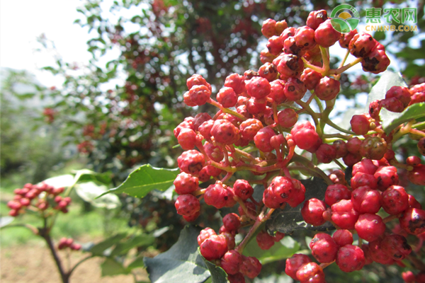花椒高產(chǎn)種植技術(shù)詳解-圖片版權(quán)歸惠農(nóng)網(wǎng)所有