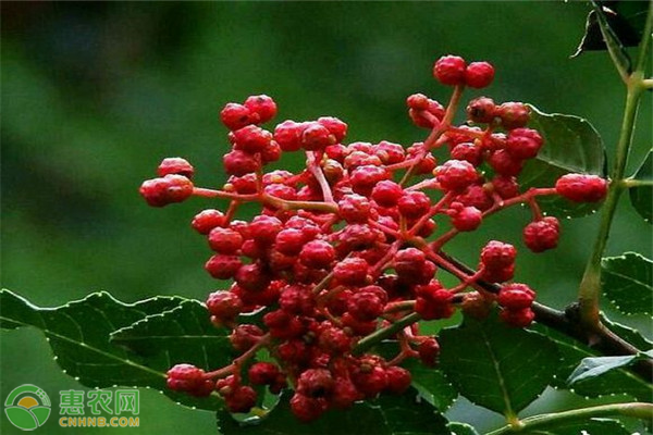 花椒高產(chǎn)種植技術(shù)詳解-圖片版權(quán)歸惠農(nóng)網(wǎng)所有
