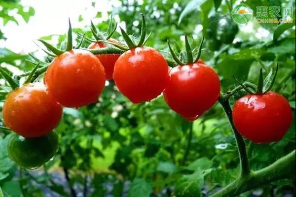 番茄品种选择原则都有哪些？