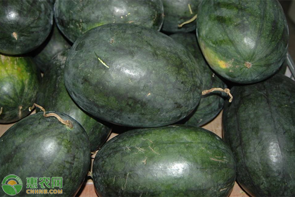 西瓜哪个品种产量高？