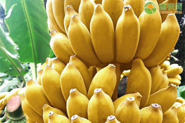 小米蕉产地在哪？小米蕉和普通香蕉区别
