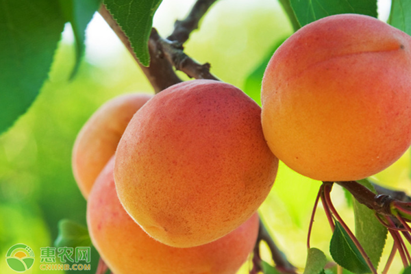 新疆小红杏产地在新疆哪里？