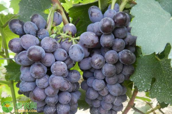 早熟的无核葡萄品种有哪些？