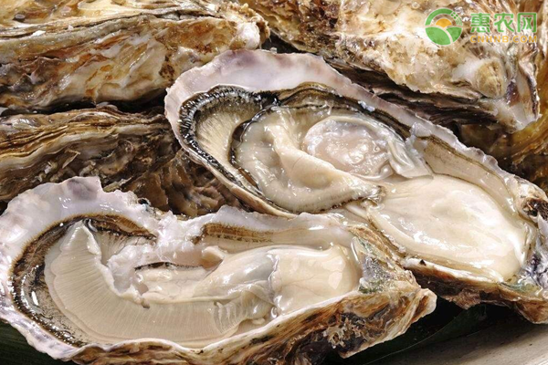 如何挑选南非鲍？