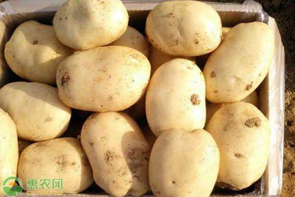 黄土豆产有哪些优质品种？