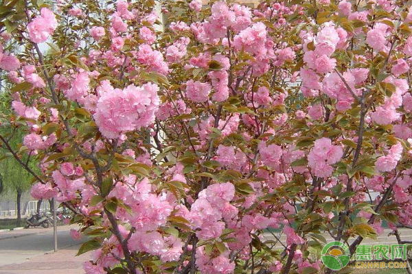 樱花的优良品种都有哪些？