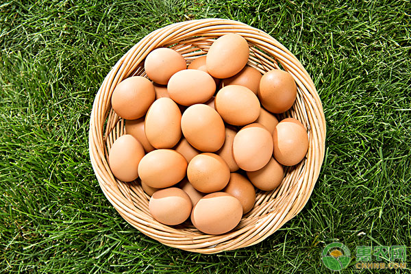 如何挑选优质鸡蛋？