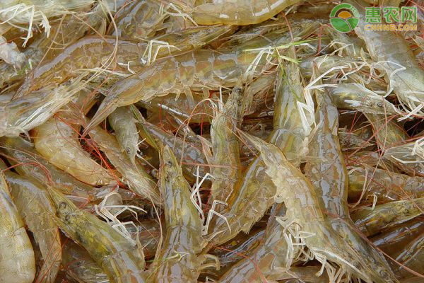 日本车虾品种特点有哪些？