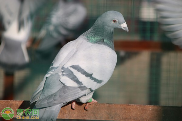 观赏鸽子品种有哪些？