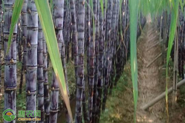 水田甘蔗高产高糖栽培方法是什么？
