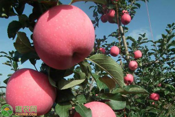 红富士苹果批发多少钱一斤？哪里产的好吃？