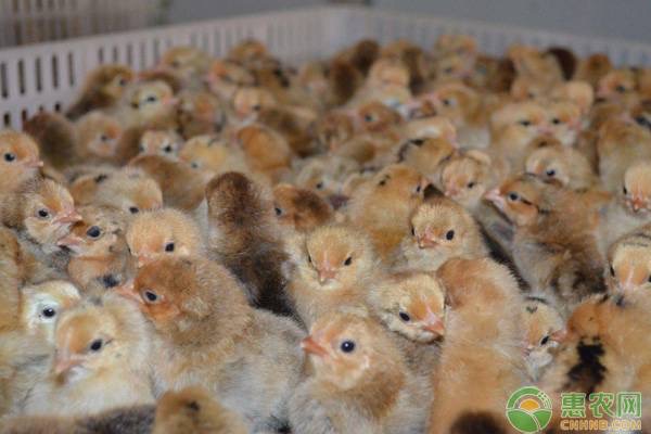 十一月份母鸡能孵小鸡吗？