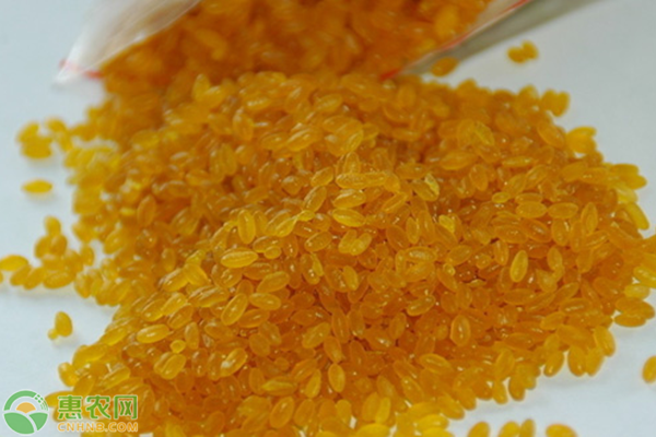 黄金大米是转基因大米吗？到底能不能吃？