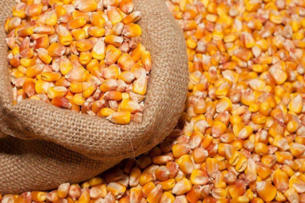 四川玉米种子高产品种有哪些？