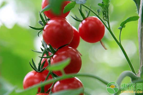 樱桃番茄的种植方法