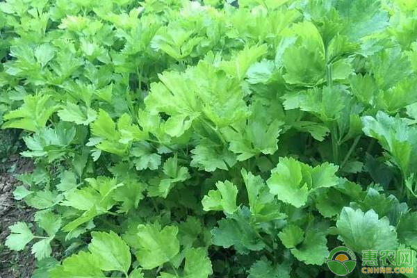 芹菜晚疫病綜合防治措施-圖片版權(quán)歸惠農(nóng)網(wǎng)所有