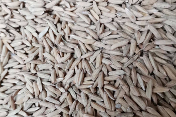 2022五一水稻价格多少钱一斤？