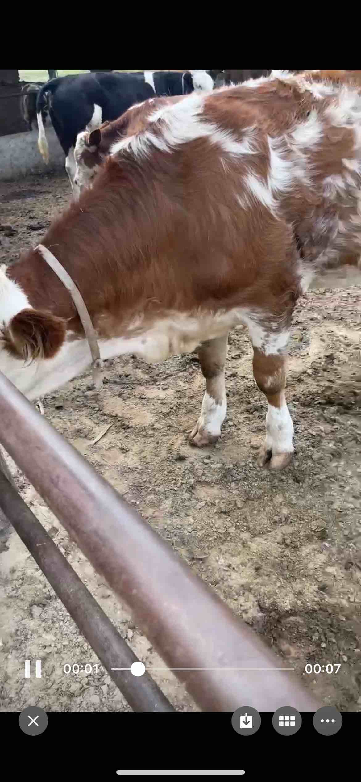 这样的牛毛颜色特别乱算好牛吗牛鼻子上带班点咋回事