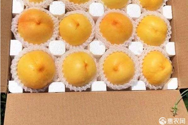 黄金蜜黄桃价格多少钱一斤？