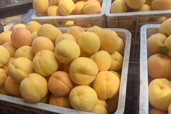 黄金蜜黄桃有哪些优良品种？