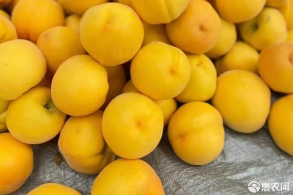 黄金蜜黄桃价格多少钱一斤？