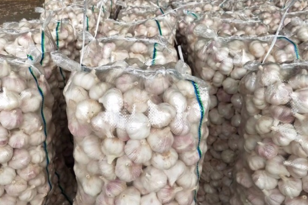 今日大蒜价格多少钱一斤？主要产地在哪？