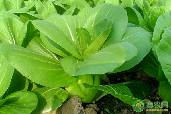 秋季適合種植哪些葉菜？-圖片版權歸惠農(nóng)網(wǎng)所有