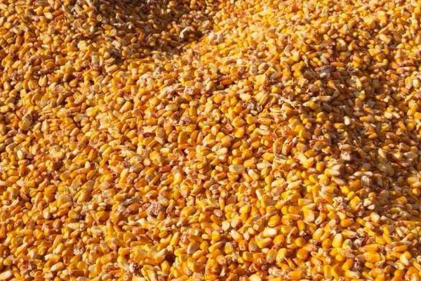 现在干玉米在市场上目前卖多少钱一斤？