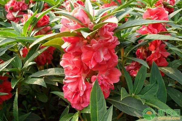 哪些花卉適合懶人養(yǎng)殖？-圖片版權(quán)歸惠農(nóng)網(wǎng)所有