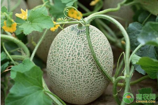 哈密瓜種植時(shí)間是幾月份？-圖片版權(quán)歸惠農(nóng)網(wǎng)所有