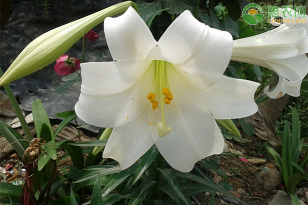 香水百合的花語(yǔ)及養(yǎng)法-圖片版權(quán)歸惠農(nóng)網(wǎng)所有