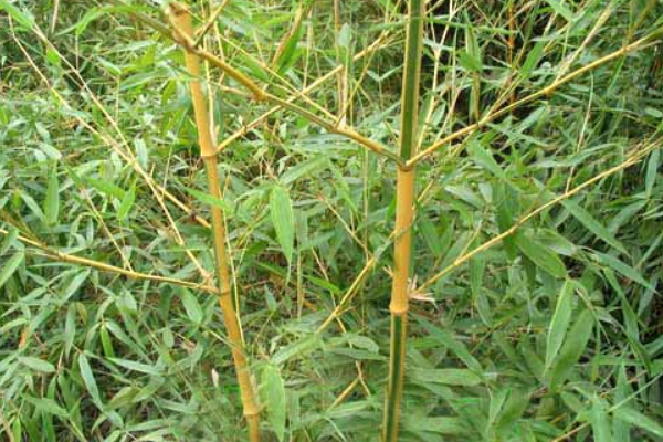 北方种植的竹子品种有哪些？