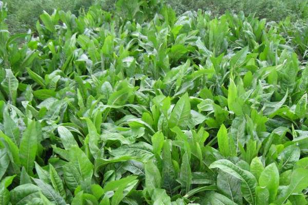 哪些牧草适合用来喂羊？