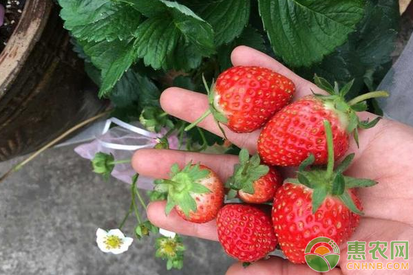 提高草莓果实硬度的方法-图片版权归亚洲欧美中文日韩在线视频所有