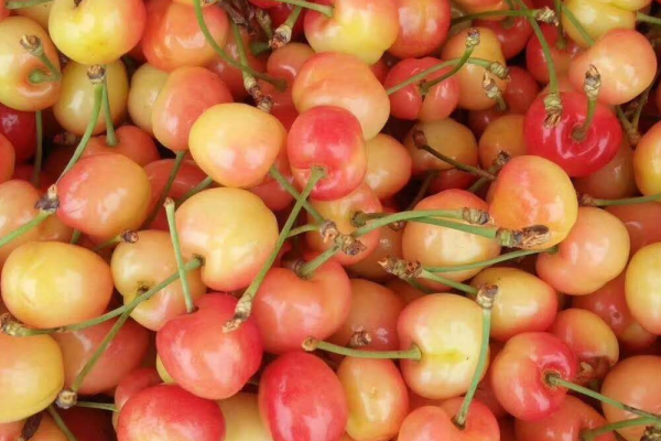 现在樱桃市场价格多少钱一斤？