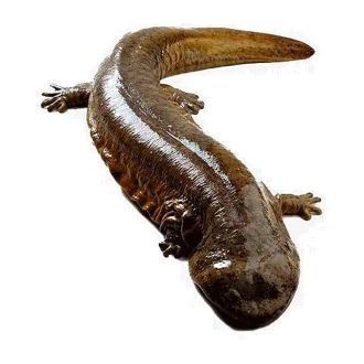 娃娃魚