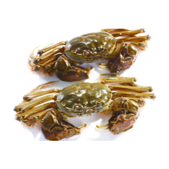 稻田蟹