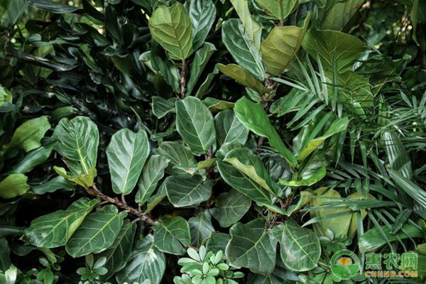 尿素怎么給花施肥效果好？-圖片版權歸惠農(nóng)網(wǎng)所有
