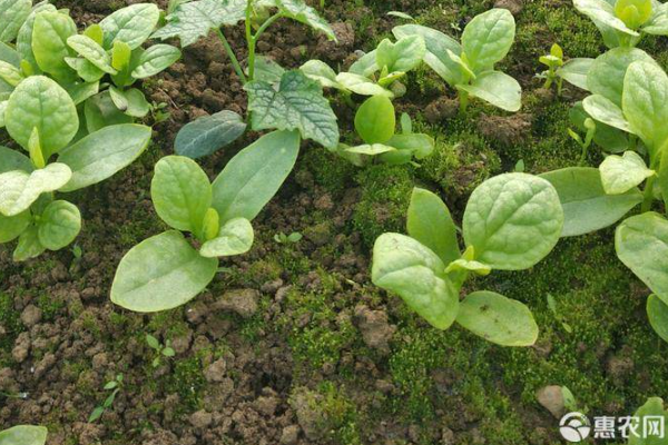 木耳菜的種植時(shí)間與方法-圖片版權(quán)歸惠農(nóng)網(wǎng)所有