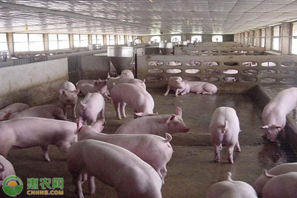 猪流行病防治与管理-图片版权归惠农网所有