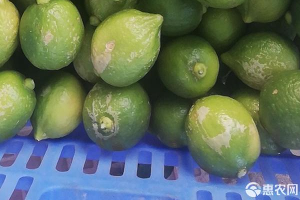 檸檬種植方法和注意事項(xiàng)-圖片版權(quán)歸惠農(nóng)網(wǎng)所有