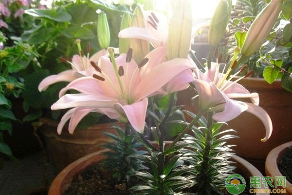 百合種球什么時候種下？-圖片版權(quán)歸惠農(nóng)網(wǎng)所有