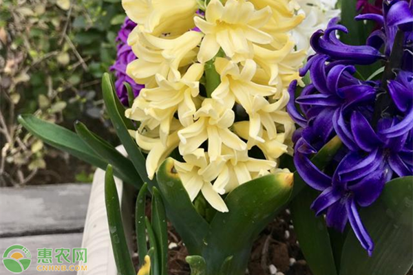 風(fēng)信子種植時(shí)間和方法-圖片版權(quán)歸惠農(nóng)網(wǎng)所有