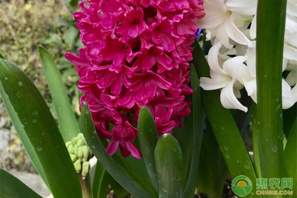 風(fēng)信子種植時(shí)間和方法-圖片版權(quán)歸惠農(nóng)網(wǎng)所有