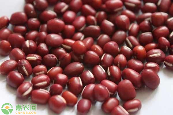 紅小豆苗前封閉除草劑-圖片版權歸惠農(nóng)網(wǎng)所有