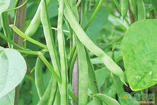 芸豆种植株距与行距-图片版权归惠农网所有